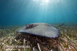 sting ray in the sun by Daniel Flormann 